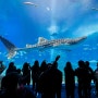 일본 오키나와 렌트카 자유여행 츄라우미 수족관 고래상어, 만타, 돌고래쇼, 아이와 가볼만한곳