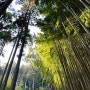 일본 다케오 신사 녹나무 도보 여행 필수 코스!