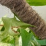 식물 신엽이 안펴져요!! 결국 찢어져버린, 애벌레 상태인 새로운 잎 어떻게 해야할까??