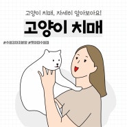 안산고양이분양 펫아미 "고양이의 치매"