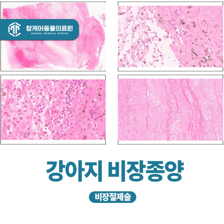 강아지 건강검진을 통해 미리 질환을 예방해 주세요 : 비장종양 및 비장절제술 : 네이버 블로그