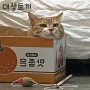 고양이 스크래처 제주감귤 박스.... 그후...