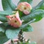 실내식물로 느끼는 미리 만나는 봄 - 춘천꽃집 꽃세디