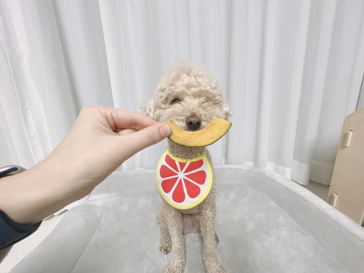 강아지 호박 간식, 설사 할 때 좋은 단호박 애견 수제간식 후기 : 네이버 블로그