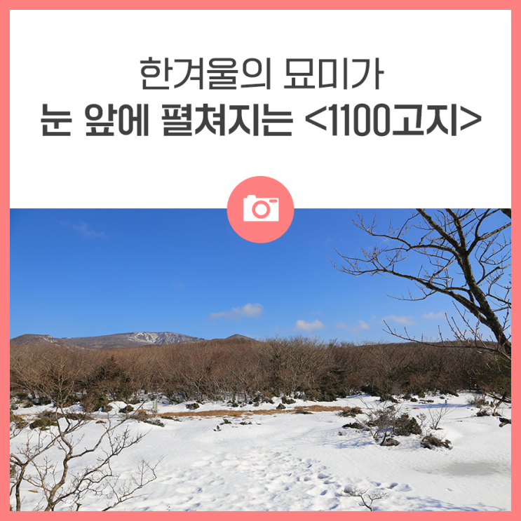 한겨울의 묘미가 눈 앞에 펼쳐지는 <1100고지>