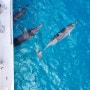괌자유여행 괌여행 괌투어 돌핀크루즈 돌고래투어 돌고래 직관 스노쿨링 액티비티 꿀잼