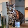 고양이영양제 우프앤먀오, 고양이 위장건강관리 종합영양제로 제대로 챙겨주자