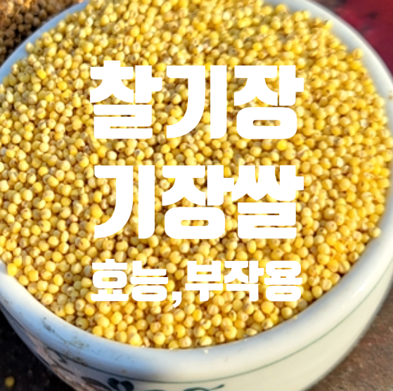 찰기장 기장쌀 8가지 효능 부작용,기장밥 짓는법 : 네이버 블로그