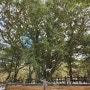 [제주여행]천년의숲제주비자림새천년비자나무