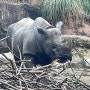 일본여행) 오사카 주유패스 코스 덴노지 동물원 추천