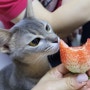 고양이 딸기 먹어도 될까?