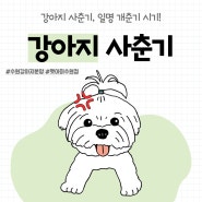 분당강아지분양 펫아미 "강아지에게 사춘기가? 강아지 중2병!"