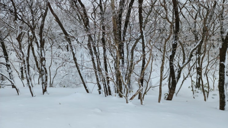 제주도 겨울왕국 한라산 1100고지 설경