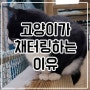 고양이 채터링의 숨은 이유와 중요성!