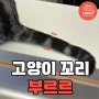 고양이 꼬리 부르르 떨면??!