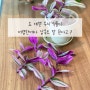 [삼색달개비] 실내 무늬식물 ‘삽목 방법과 잎 상처 없이 잘 키우기 Tip’