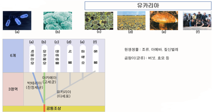 생물과학 3강. 세포의 구조와 기능 : 네이버 블로그