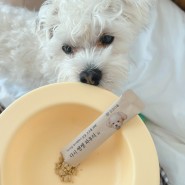 강아지 간영양제 쌩쌩파우더로 강아지 쿠싱증후군 예방하기