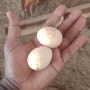 KOICA 우간다 프로젝트 봉사단 사업의 새해 선물같은 #순환농업 #동물복지 달걀!