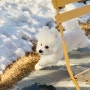 강아지와 함께하는 겨울여행 속초 애견펜션, 설악의정원