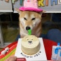 부천 포퍼피플 시바견 강아지 케이크로 생일파티 하기