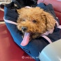 티웨이 강아지 반려견 비행기 탑승 방법 후기 (+에어서울)