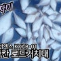 [몬스터호] 경주 읍천항 참가자미낚시 / 용가자미 / 어구가자미 / 기름가자미낚시 / 시즌시작 - 삼치낚시_열기낚시 (ft.도시어부 )
