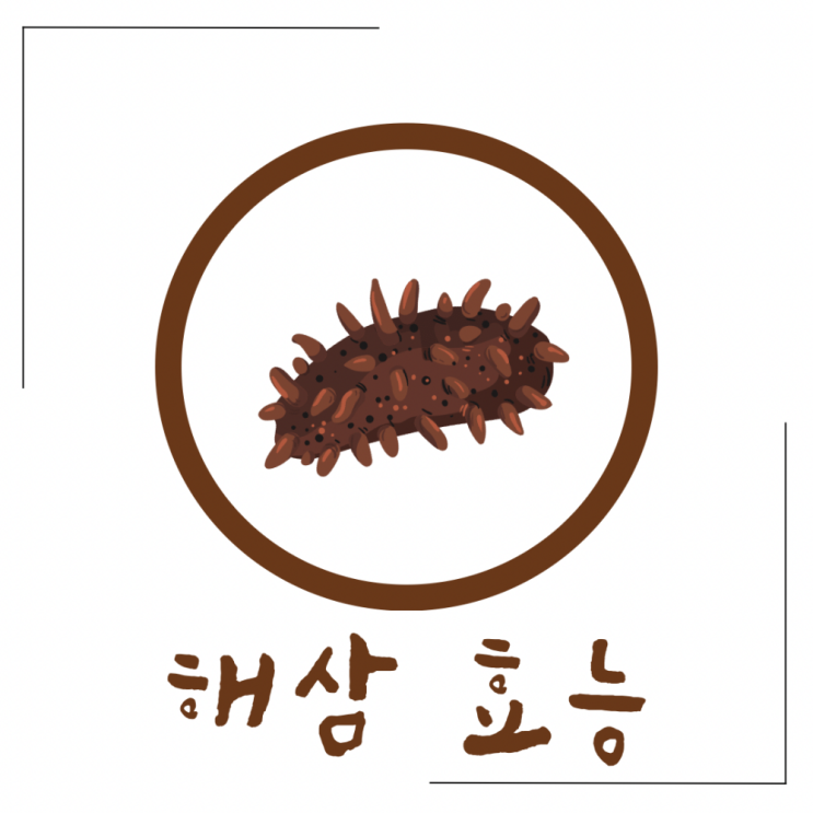 해삼 효능 : 바다의 인삼 : 네이버 블로그