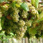 [와인 A to Z] Albarino, 스페인 포르투갈 화이트 와인 품종에 대하여
