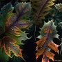 자연속 프랙탈 나뭇잎(Fractal leaves in nature)