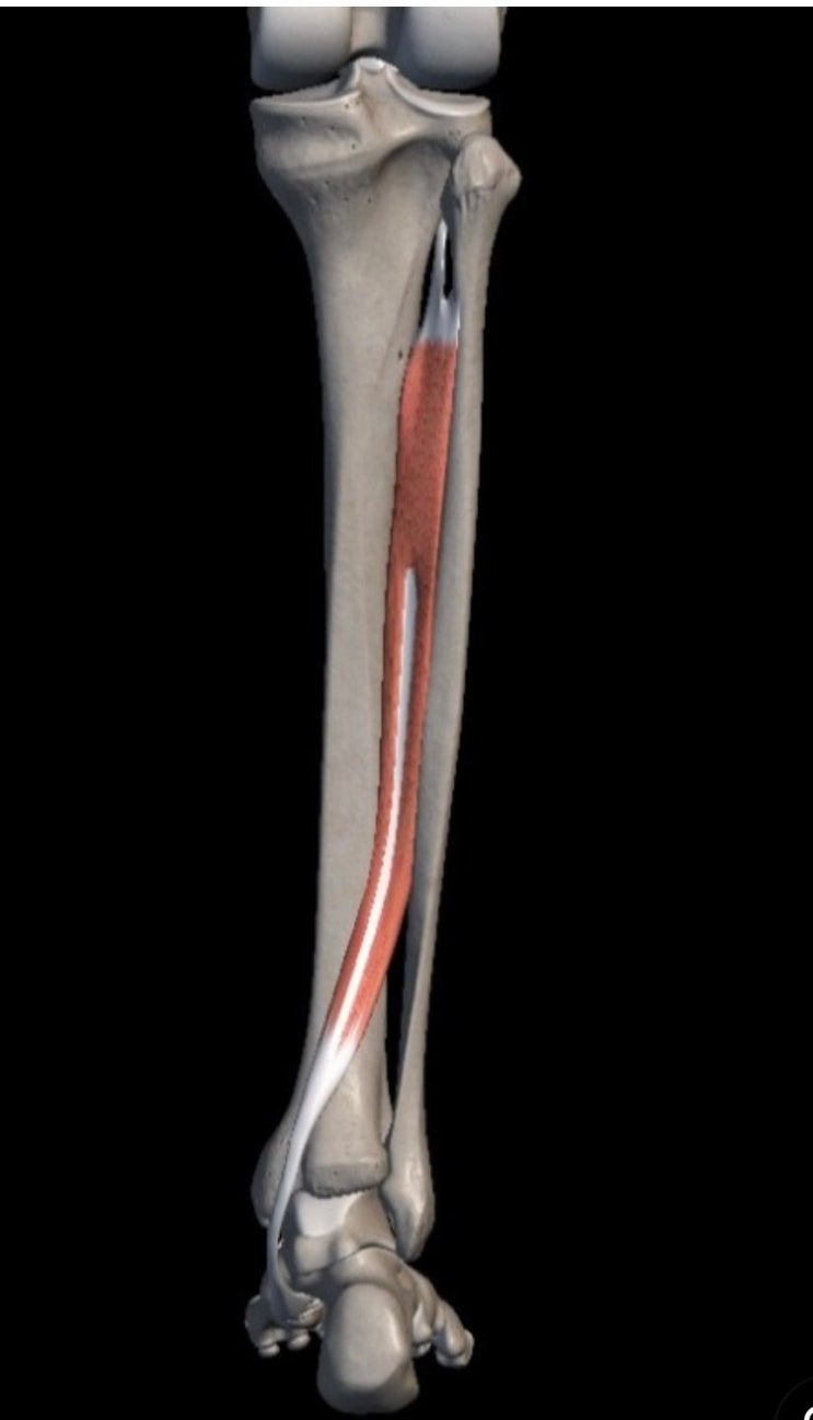 후경골근(posterior tibial muscle)과 평발 : 네이버 블로그