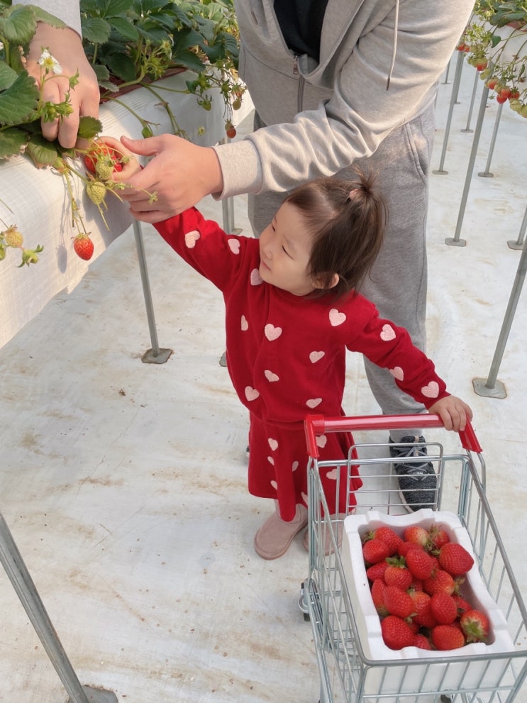 다인이네 딸기체험 농장 - 경기도 아이랑 가볼만한 곳