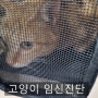 [대구 동물병원][수성구 동물병원][응급진료] [에피소드 동물병원] 고양이 임신진단