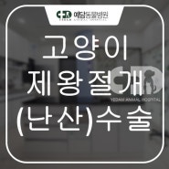 고양이 제왕절개 수술 전문동물병원 = 예담동물병원 (대전동물병원/유성동물병원)