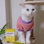 고양이 유산균 펫펫펫 굿랩 프로바이오틱스 반려묘 구토 설사 영양제 추천