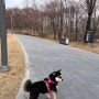 서울 양재 매헌시민의숲 겨울 애견동반 산책하기 좋은 곳