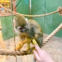 [부산] 아이랑 가볼만한곳 실내동물원 캐니언파크