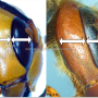 장수말벌(Vespa mandarinia)의 통론 1. 분류학적 위치
