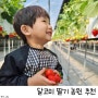 아이와 가볼 만한 곳 / 대구 근교 딸기체험 _ 달코미 딸기 농원