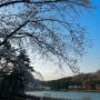 [군산여행/당일치기] 장원꽃게장, 미제리, 은파호수공원 with 벚꽃, 오구이