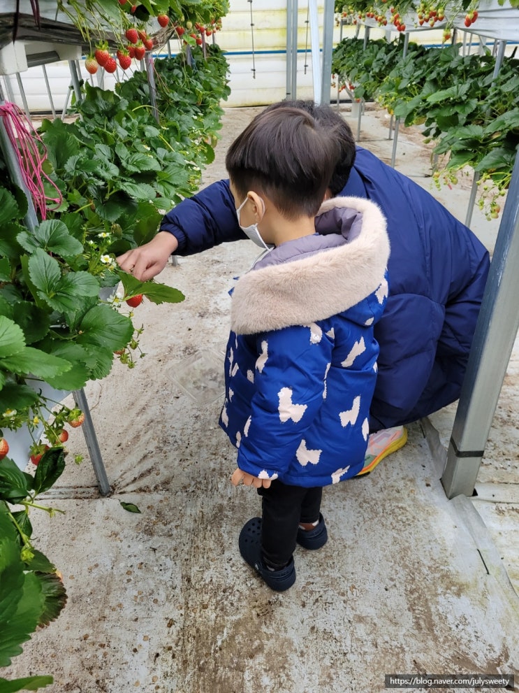 [남양주 별마을딸기체험농장]... 9개월 아가랑 딸기따기 체험