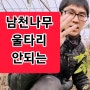 남천나무 울타리 안되는 3가지 이유와 방법