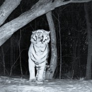 표범의 땅 국립공원에서 야간에 촬영된 야생동물 사진