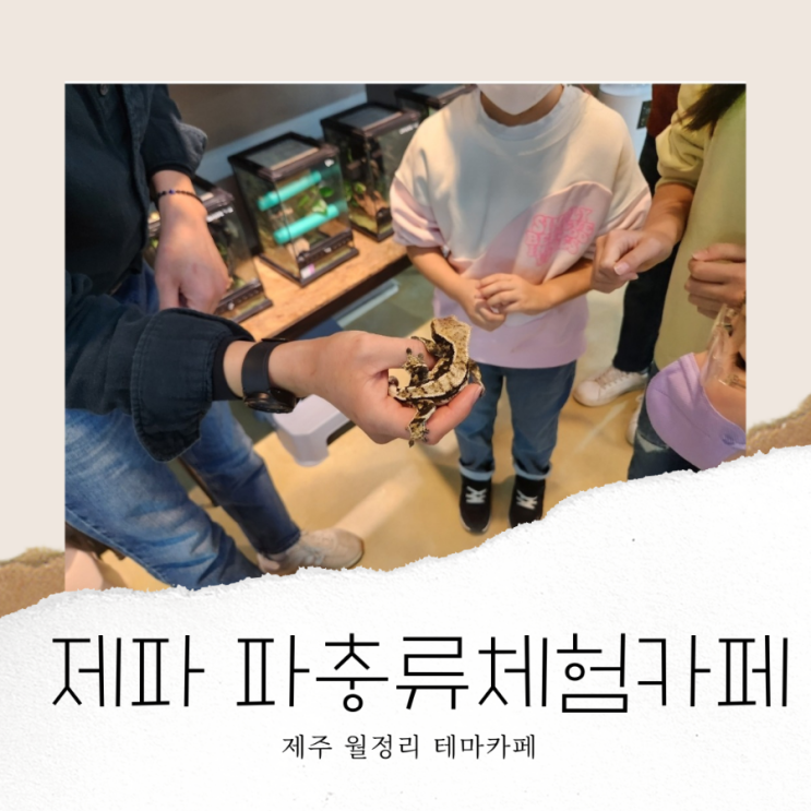 제주도 어린이 실내 체험 제파 파충류체험카페 아이에게 잊지...