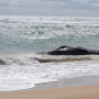 [환경 이슈] 바다 환경오염으로 인한 향유고래의 안타까운 죽음