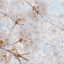 (용인,오산) 봄을 즐기는 법, 경기도 오산시 홍보영상 - 그레이라운지