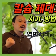 샤인머스캣 칼슘비료 제대로 주는 방법 | 야라코리아