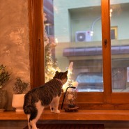 [전포동카페 꽁띠드샤] 고양이 구땡이와 꽃이 있는 아늑한 카페