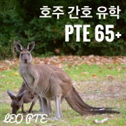 애들레이드 간호 유학 PTE 65점 (IELTS 7.0) 받아 입학 점수 맞추기