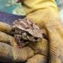 두꺼비가 사는 토마토하우스